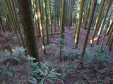 豊前 城平城の写真