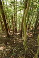 豊前 馬台城の写真