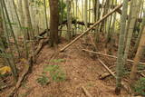 豊前 虹山城の写真