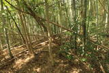 豊前 新田城(下城)の写真
