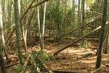 豊前 新田城(下城)の写真