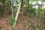 豊前 高畑山城の写真
