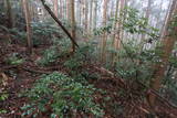豊前 等覚寺城の写真