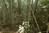 豊前 山本城の写真