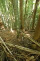 豊前 山本城の写真