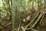 豊前 山本城の写真