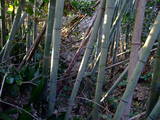 筑後 三原城の写真