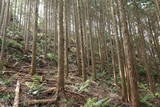 筑後 小田城の写真