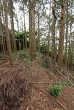 筑後 小田城の写真