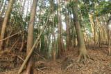 筑後 竹井城の写真