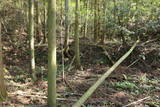 筑前 阿志岐山城の写真