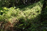 筑前 白山城の写真