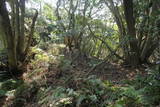 筑前 城ノ越山城砦群Aの写真
