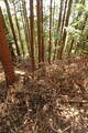 筑前 (仮)上米多比城の写真