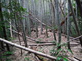 筑前 片脇城の写真
