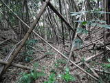 筑前 片脇城の写真