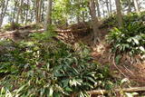 筑前 臼ヶ岳城(薦野城)の写真