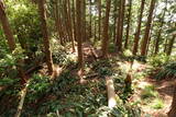 筑前 臼ヶ岳城(薦野城)の写真