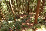 筑前 臼ヶ岳城(薦野城)の写真