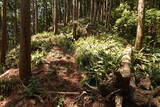 筑前 臼ヶ岳城(薦野城)の写真