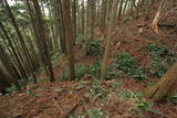 筑前 臼ヶ岳城(薦野城)の写真
