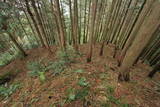 筑前 臼ヶ岳城(薦野城)の写真