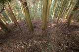 筑前 花尾城(嘉麻市)の写真