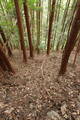 筑前 麻底良城の写真