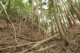 筑前 麻底良城の写真