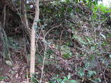 筑前 麻底良城の写真