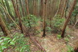 筑前 三日月山城砦群Hの写真