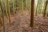 筑前 宮永城の写真