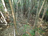 筑前 名残城の写真