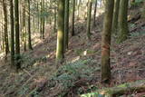 筑前 雷山神籠石の写真