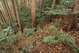 筑前 龍ヶ岳城の写真