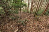筑前 龍ヶ岳城の写真