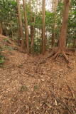 筑前 龍昌寺山城の写真