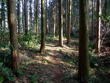 筑前 坂田城の写真