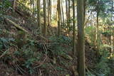 筑前 高鳥居城の写真