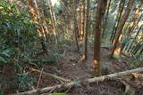 筑前 高鳥居城の写真