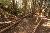 筑前 高鳥居城の写真