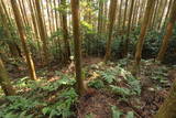 筑前 高鳥居城の写真