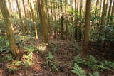 筑前 高鳥居城の写真