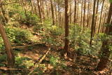 筑前 高鳥居城の写真