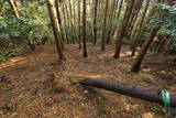 筑前 鶫岳城の写真