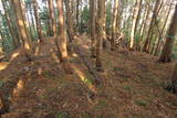 筑前 鶫岳城の写真