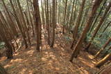 筑前 鶫岳城の写真