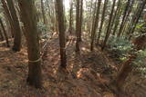 筑前 鶫岳城の写真