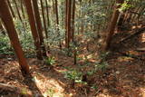 筑前 鶫岳城の写真