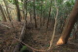 筑前 鶫岳城の写真